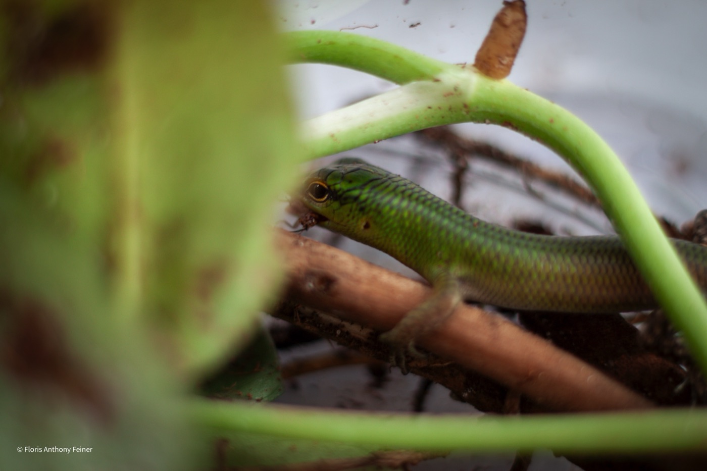 Emerald tree skink balanced on a stem among foliage