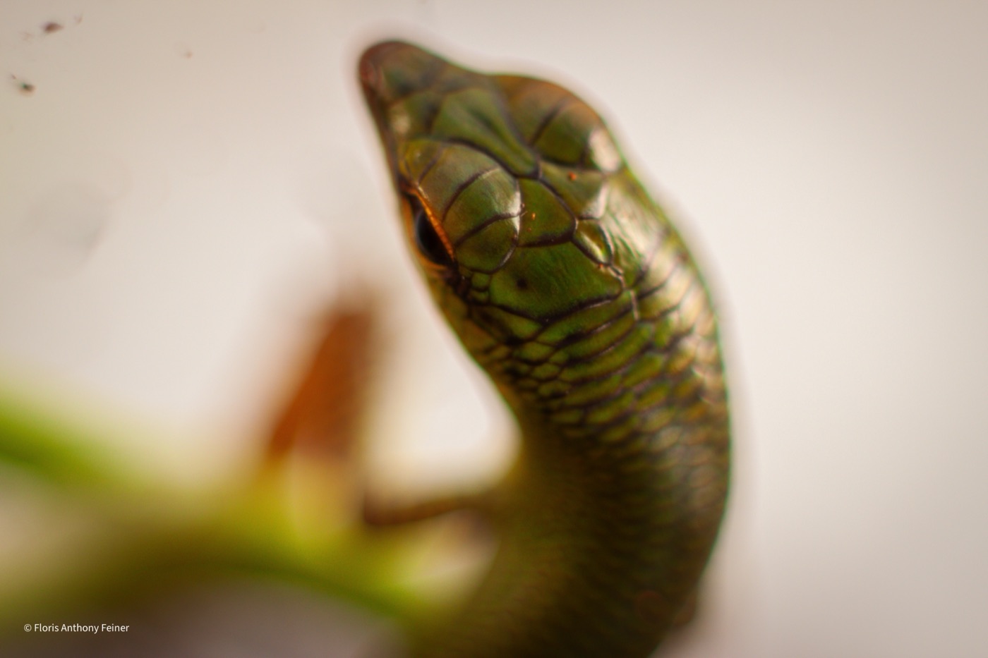 Emerald tree skink with head raised, background softly blurred