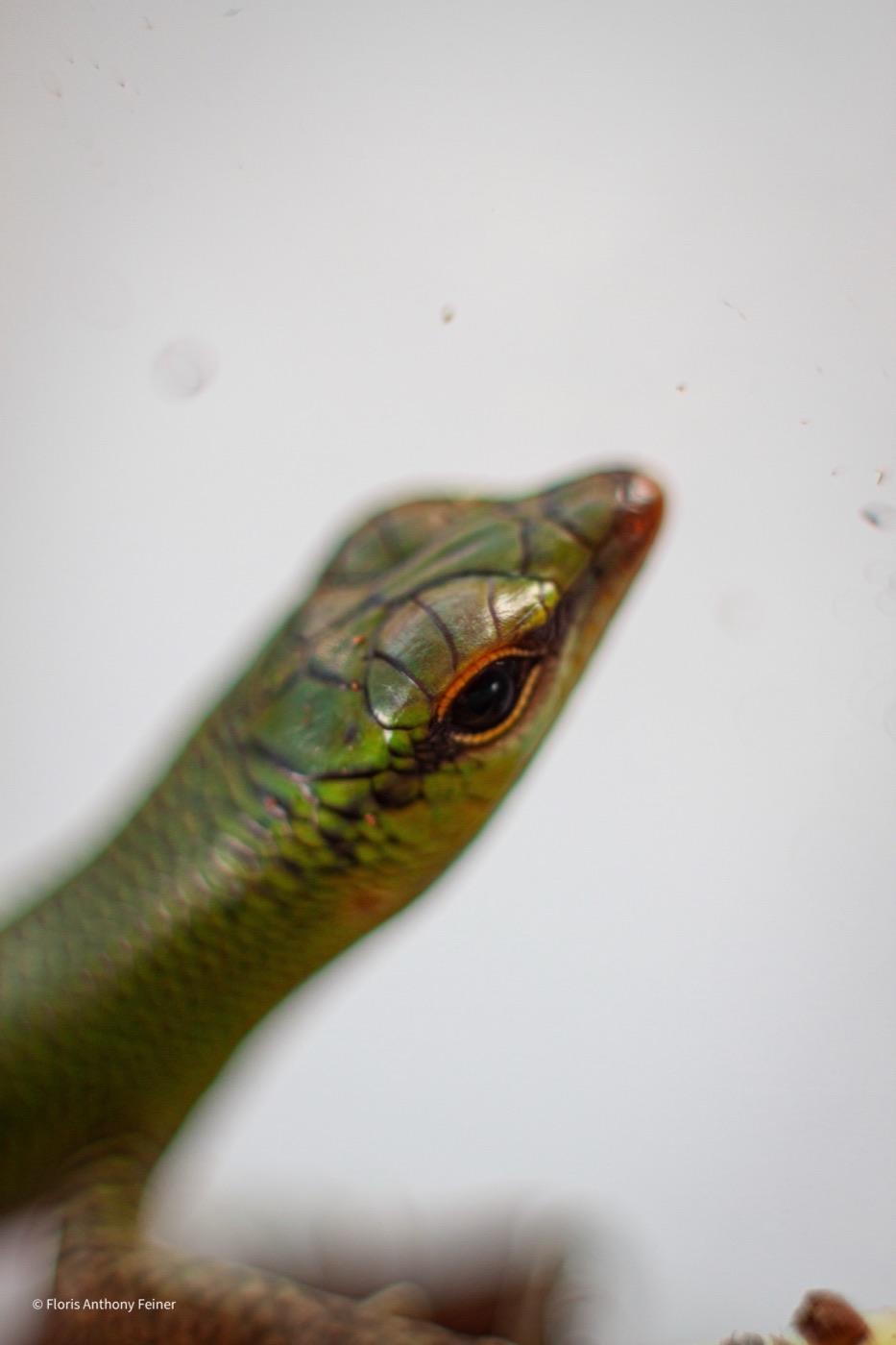 Emerald tree skink head and neck raised against a pale background
