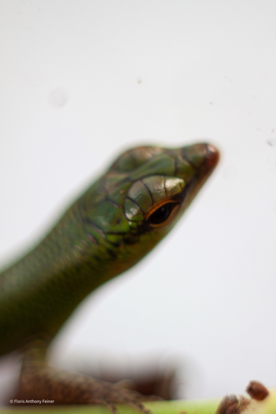Emerald tree skink stretching upward against a pale background