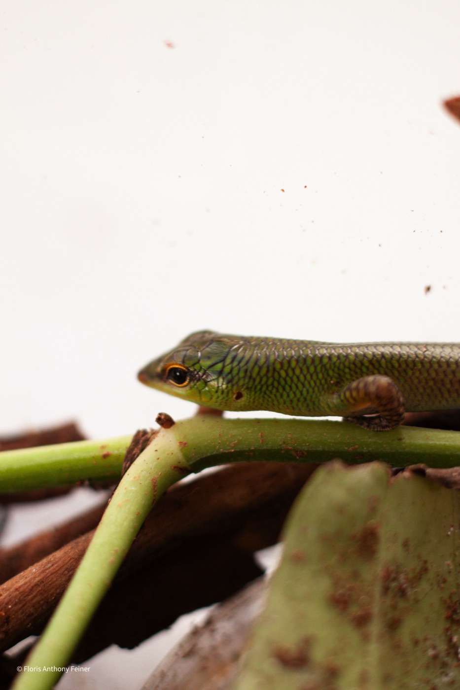 Emerald tree skink lying along a stem