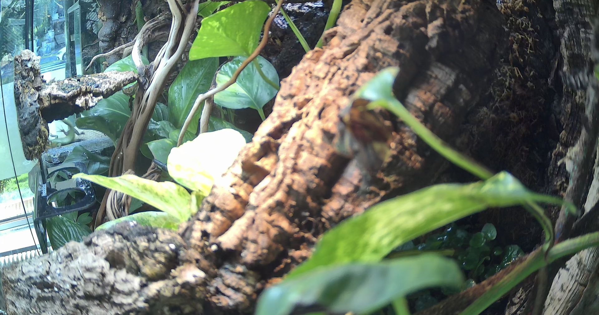 View from the terrarium camera inside the enclosure