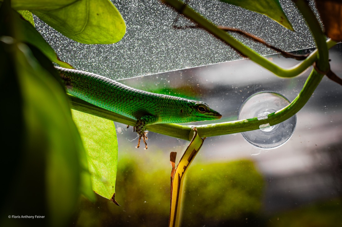 Emerald tree skink among leaves
