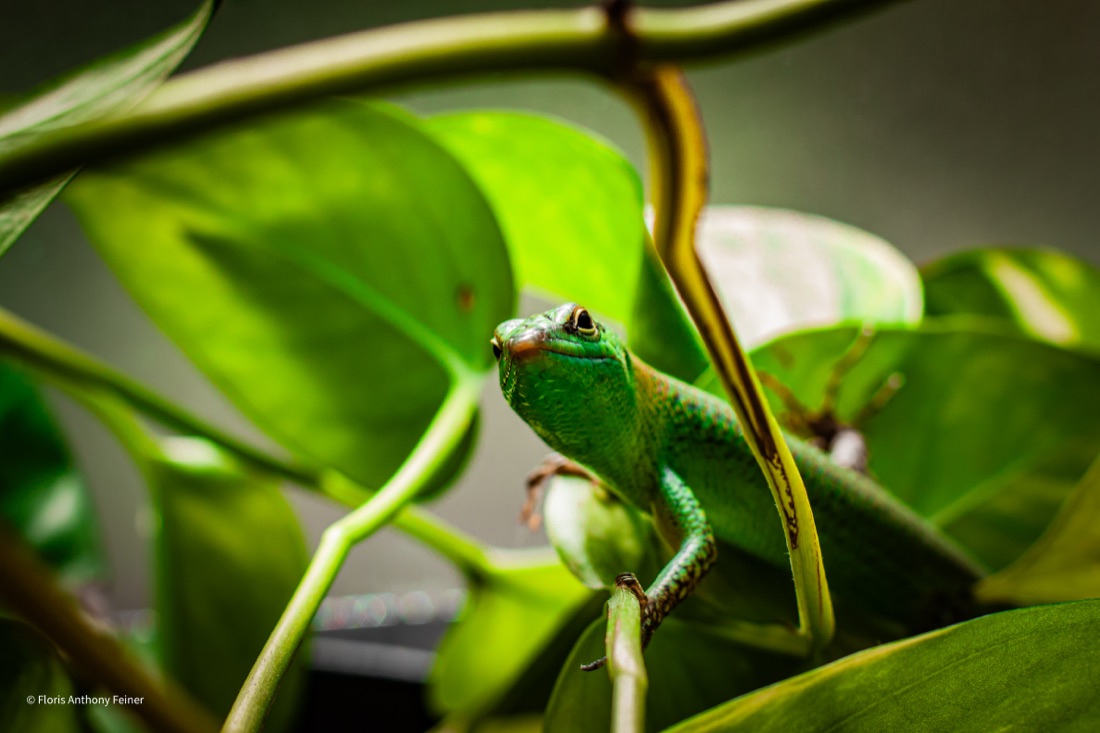 Emerald tree skink looking at the camera among pothos leaves