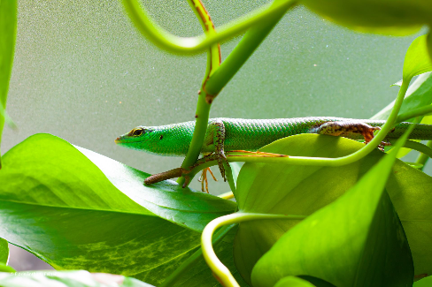 All-green emerald tree skink on a leaf, with a mottled brown hindlimb clearly visible