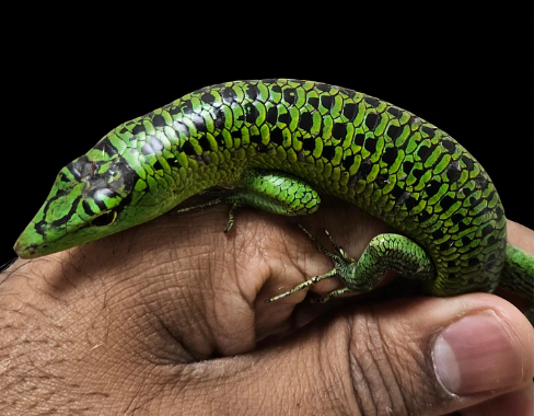 Black-spotted emerald tree skink held in a hand, with heavy black reticulation and a green hindlimb